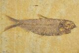 Plate of Two Fossil Fish (Knightia & Diplomystus) - Wyoming #320410-2